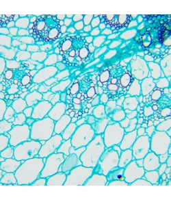 MAGUS Bio D240T LCD biologinis skaitmeninis mikroskopas