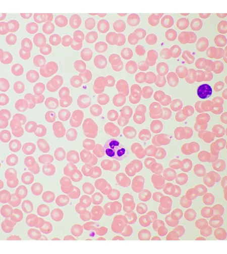 MAGUS Bio D260T LCD Biological Digital Microscope