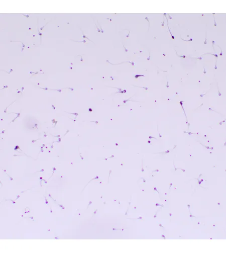 MAGUS Bio D260T LCD Biological Digital Microscope