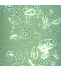 MAGUS Bio VD360 biologinis invertuotas skaitmeninis mikroskopas