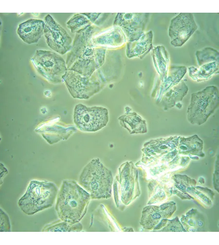 MAGUS Bio VD360 biologinis invertuotas skaitmeninis mikroskopas