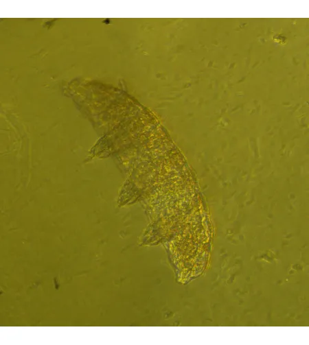 MAGUS Bio VD360 biologinis invertuotas skaitmeninis mikroskopas