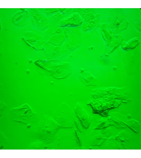 MAGUS Bio VD360 biologinis invertuotas skaitmeninis mikroskopas