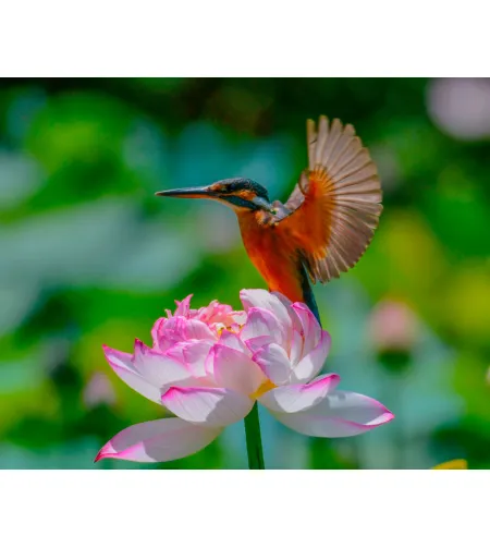 Levenhuk Kelvin MAK60 mini AZ fototeleskopas