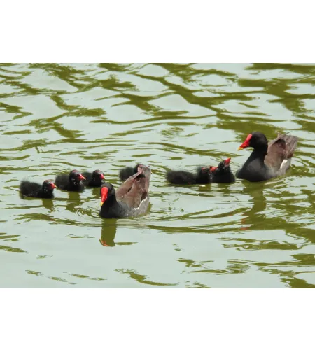 Levenhuk Kelvin MAK60 mini AZ fototeleskopas