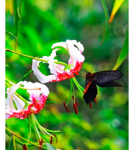 Levenhuk Kelvin MAK60 mini AZ fototeleskopas