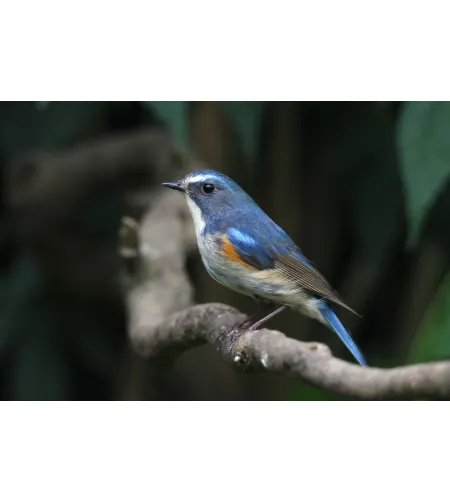 Levenhuk Kelvin MAK80 AZ Phototelescope