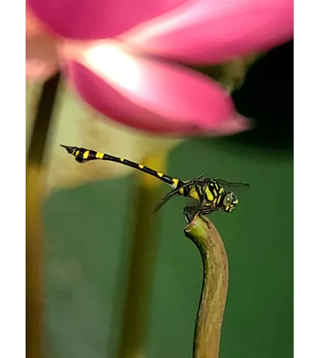 Levenhuk Kelvin MAK80 AZ Phototelescope