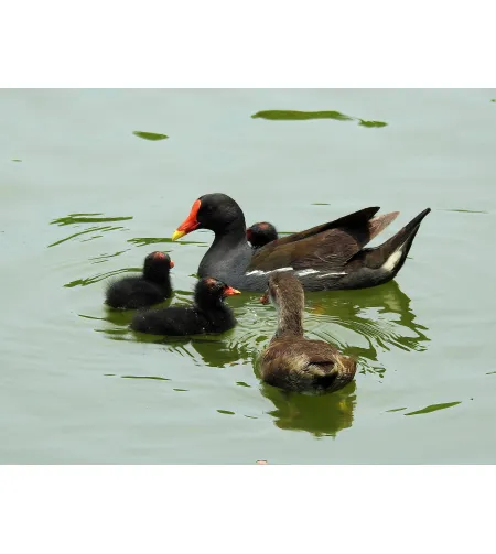 Levenhuk Kelvin MAK80 AZ Phototelescope