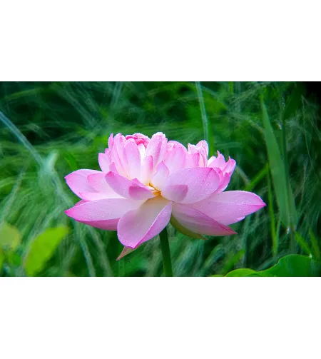 Levenhuk Kelvin MAK80 AZ Phototelescope