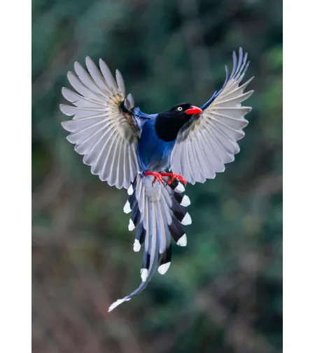 Levenhuk Kelvin MAK90 AZ GOTO Wi-Fi Phototelescope