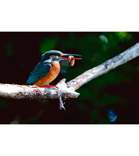 Levenhuk Kelvin MAK90 AZ GOTO Wi-Fi Phototelescope