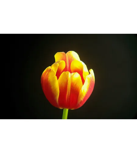 Levenhuk Kelvin MAK90 AZ GOTO Wi-Fi Phototelescope