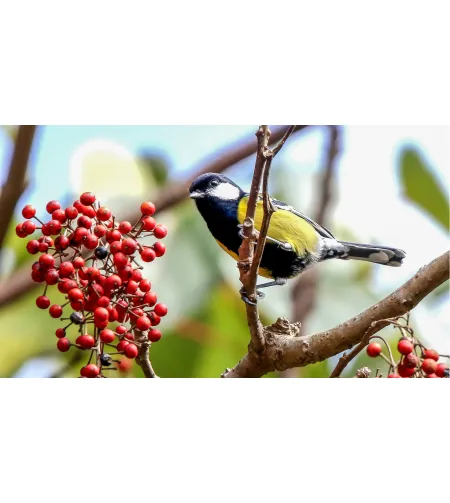 Levenhuk Kelvin MAK127 AZ GOTO Wi-Fi Phototelescope