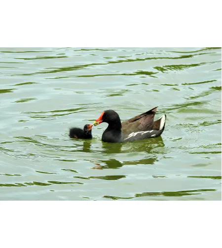 Levenhuk Kelvin MAK127 AZ GOTO Wi-Fi Phototelescope