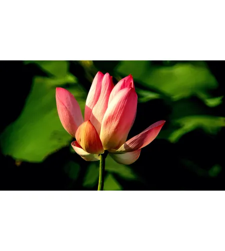 Levenhuk Kelvin MAK127 AZ GOTO Wi-Fi Phototelescope