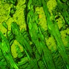 MAGUS Lum D450L fluorescencinis skaitmeninis mikroskopas