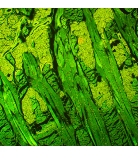 MAGUS Lum D450L fluorescencinis skaitmeninis mikroskopas