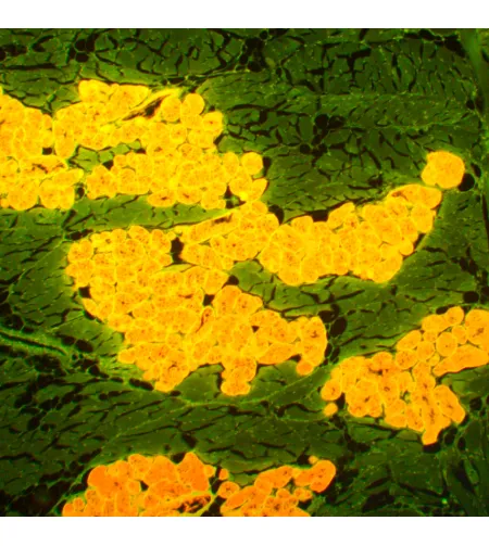 MAGUS Lum D450L fluorescencinis skaitmeninis mikroskopas