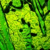 MAGUS Lum D450L fluorescencinis skaitmeninis mikroskopas
