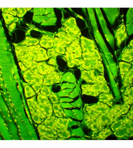 MAGUS Lum D450L fluorescencinis skaitmeninis mikroskopas