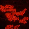 MAGUS Lum D450L fluorescencinis skaitmeninis mikroskopas