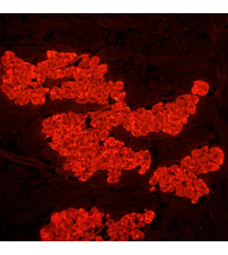 MAGUS Lum D450L fluorescencinis skaitmeninis mikroskopas