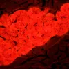 MAGUS Lum D450L fluorescencinis skaitmeninis mikroskopas