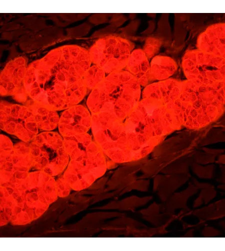 MAGUS Lum D450L fluorescencinis skaitmeninis mikroskopas