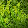 MAGUS Lum 460L Fluorescence Microscope