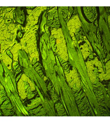 MAGUS Lum 460L Fluorescence Microscope