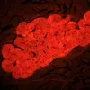 MAGUS Lum 460L Fluorescence Microscope