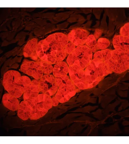 MAGUS Lum 460L Fluorescence Microscope