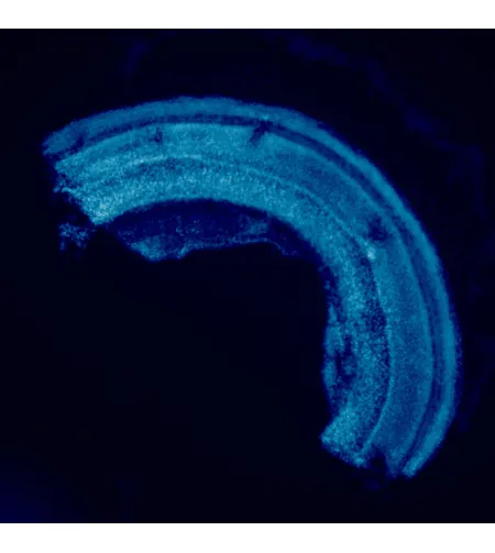 MAGUS Lum 460L Fluorescence Microscope