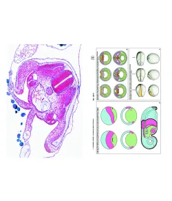 LIEDER Embryology and development of animals, Supplementary Set of 12 slides, Student Set