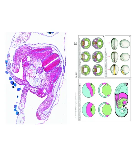 LIEDER Embryology and development of animals, Supplementary Set of 12 slides, Student Set