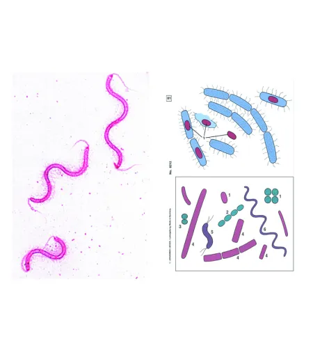 LIEDER Prepared microscope slides of bacteria, 6 slides