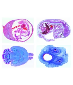 LIEDER Histology of domestic animals for veterinary medicine part II, 24 slides