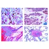 LIEDER Pathological Histology for veterinary medicine, 22 slides