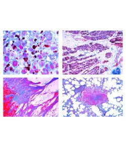 LIEDER Pathological Histology for veterinary medicine, 22 slides