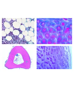 LIEDER Histology of domestic animals for veterinary medicine part I, 24 slides