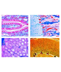 LIEDER Histology of Mammalia 2400, elementary set, 25 microscope slides