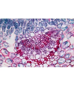 BRESSER Подготовленные слайды 25 шт. Коробка