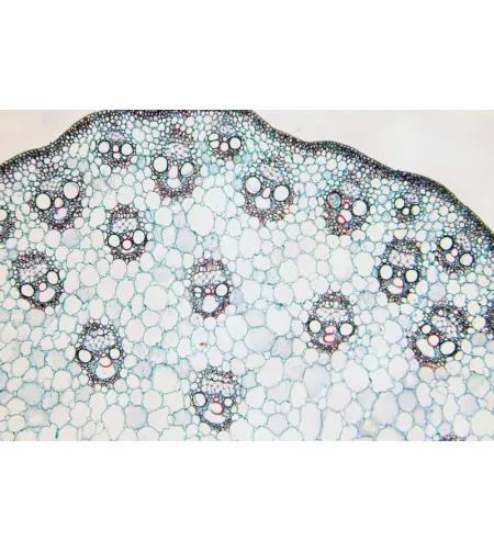 BRESSER Подготовленные слайды 25 шт. Коробка