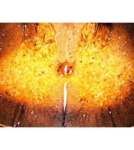 BRESSER Подготовленные слайды 25 шт. Коробка