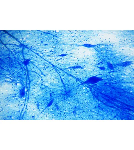 BRESSER Подготовленные слайды 25 шт. Коробка