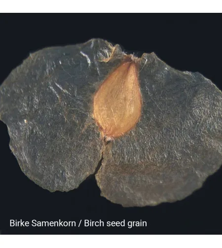 Stereomikroskopas Biolux ICD 20x BRESSER