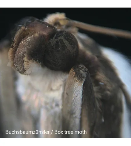 Stereomikroskopas Biolux ICD 20x BRESSER