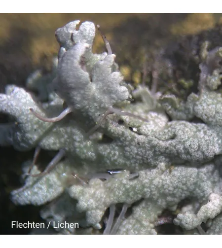 Stereomikroskopas Biolux ICD 20x BRESSER