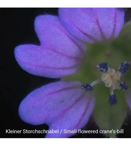 Stereomikroskopas Biolux ICD 20x BRESSER